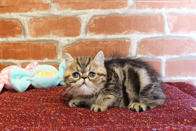 Read more about the article 今週の仲間入りわんちゃんねこちゃん！！