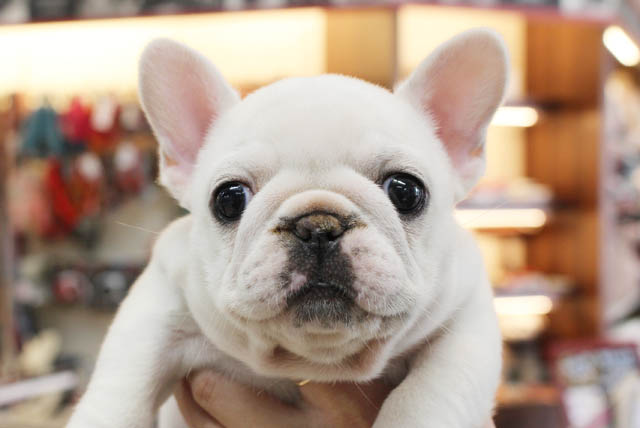 Read more about the article ワンちゃんネコちゃん仲間入り！！