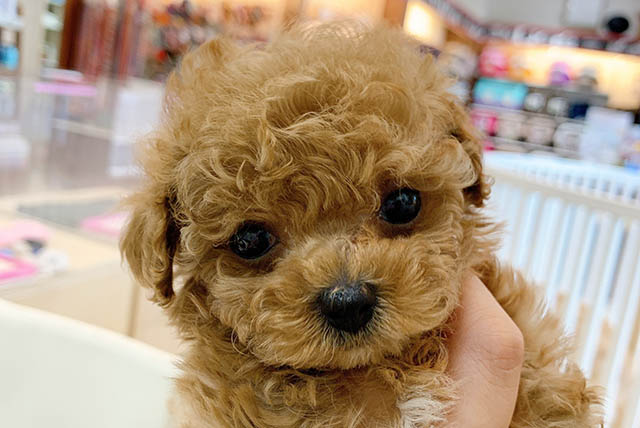 Read more about the article 可愛い子犬仲間入り♪