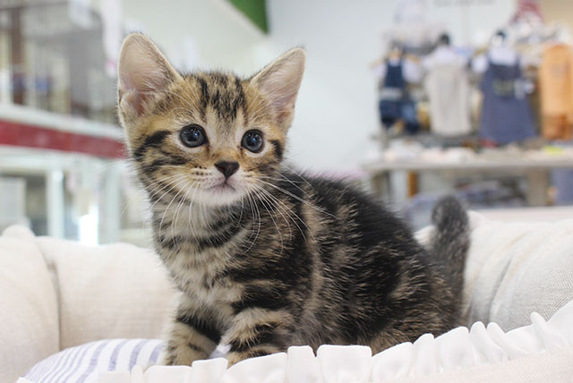Read more about the article 子猫も仲間入り♪