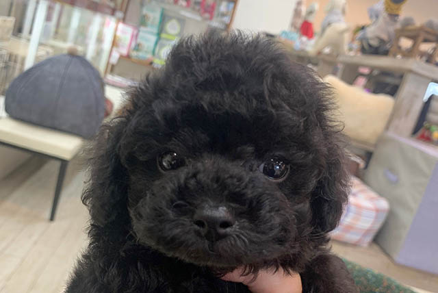 Read more about the article 子犬仲間入り♪