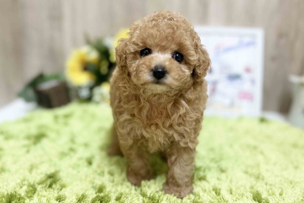 シャンプーして、ふわふわになりました♡