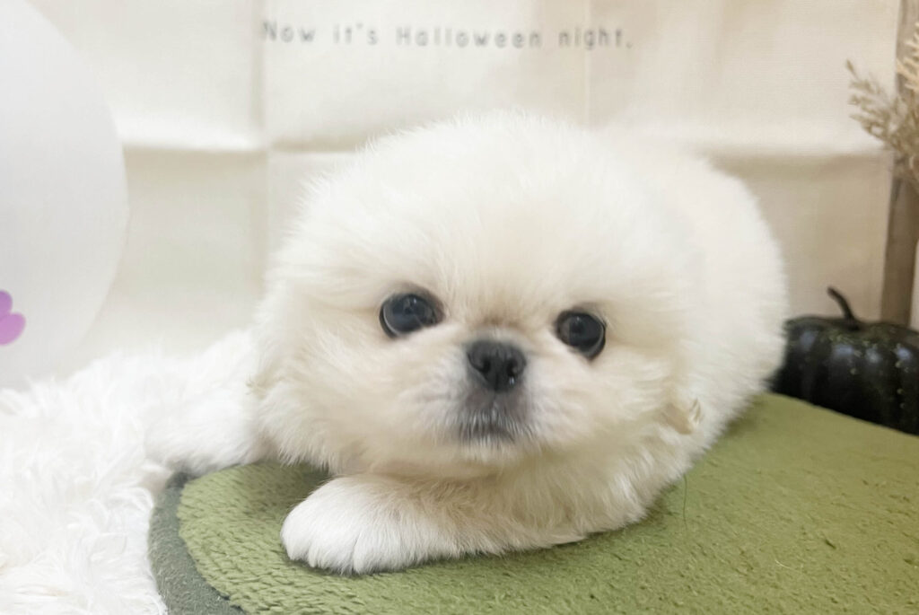 男の子