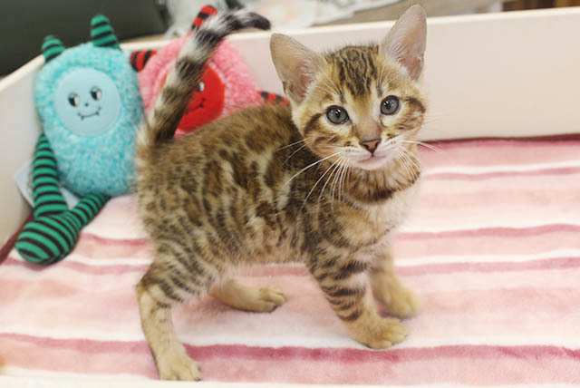 Read more about the article ねこちゃんわんちゃんが仲間入り♡