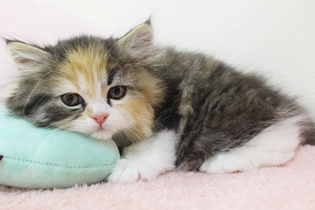 Read more about the article ねこちゃん仲間入り♪