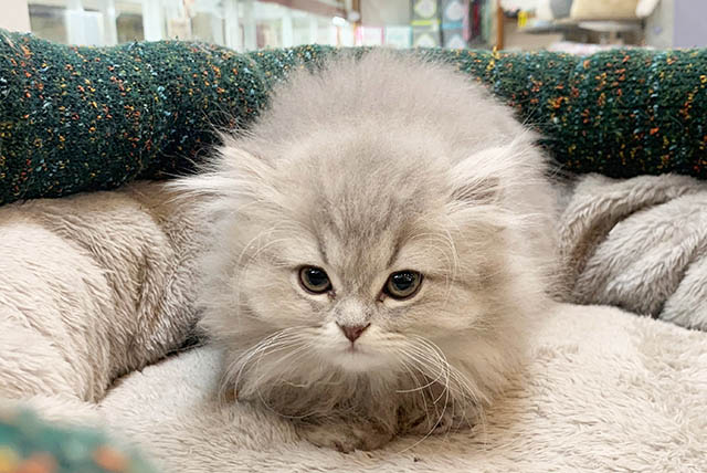 Read more about the article 子猫も仲間入り☆彡
