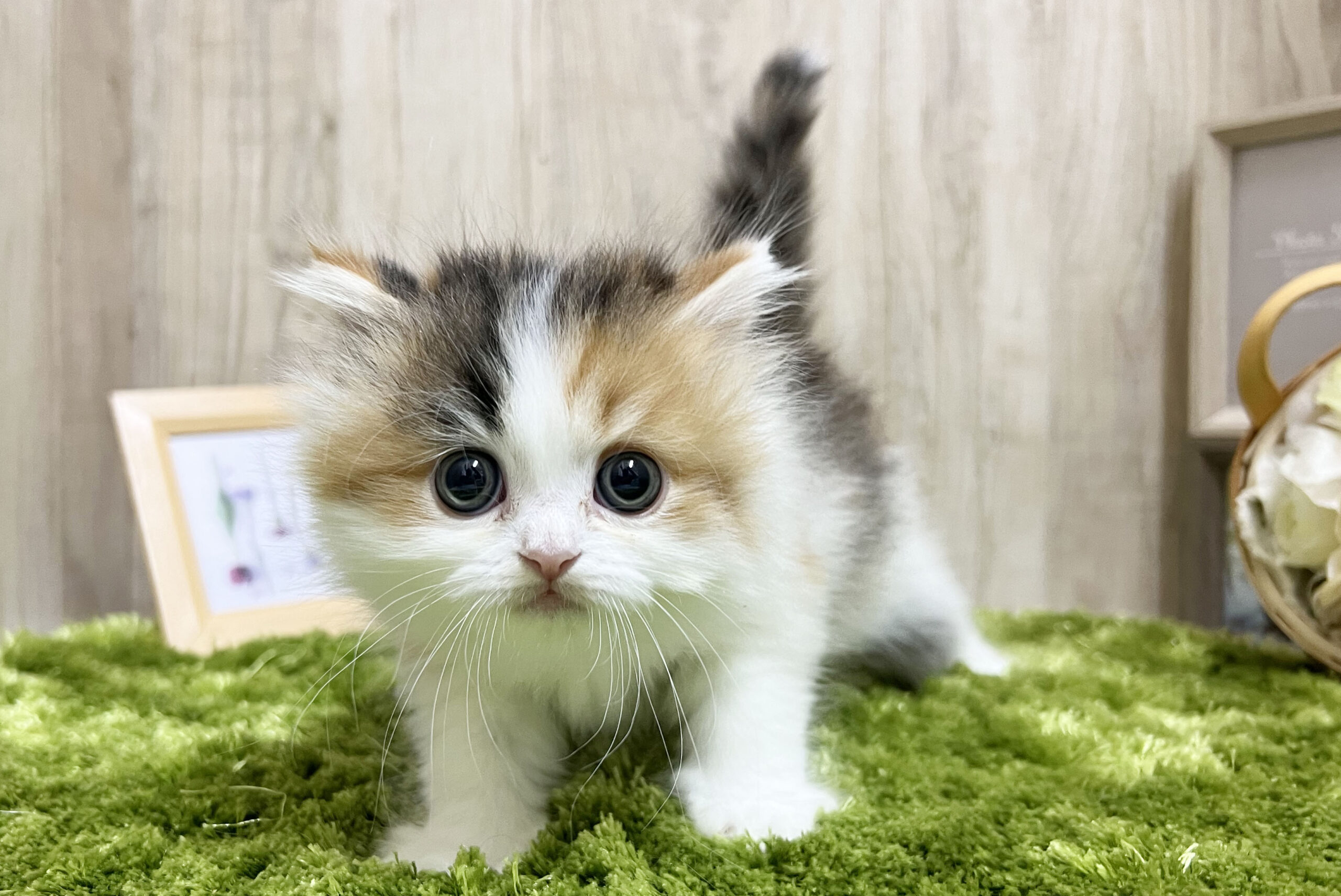Read more about the article 可愛いミヌエットたちが生まれてます♡