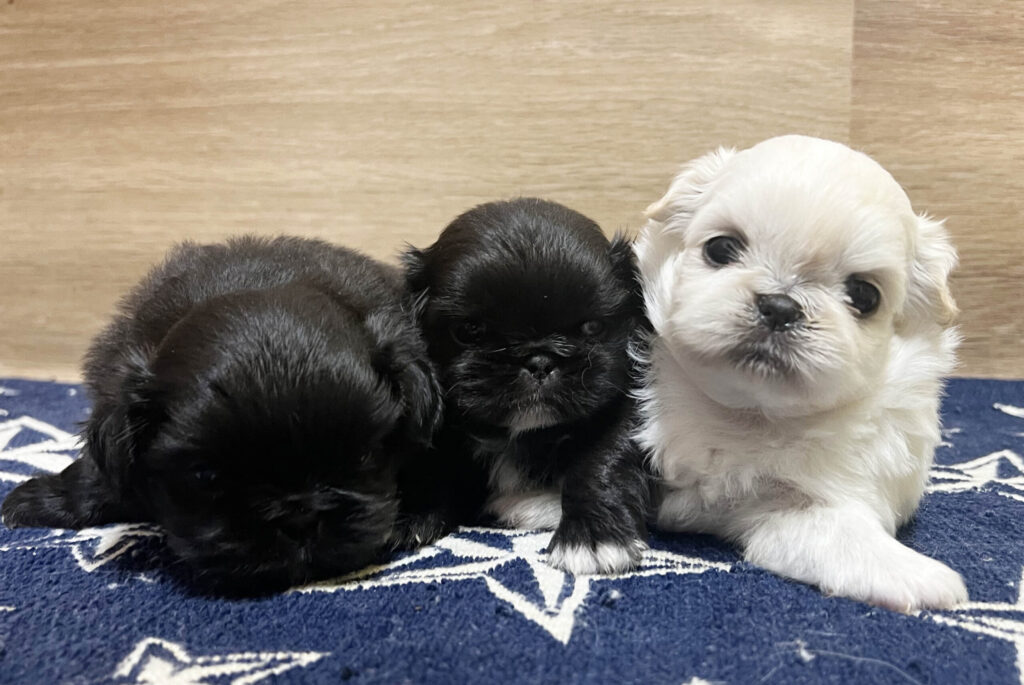 9月28日撮影