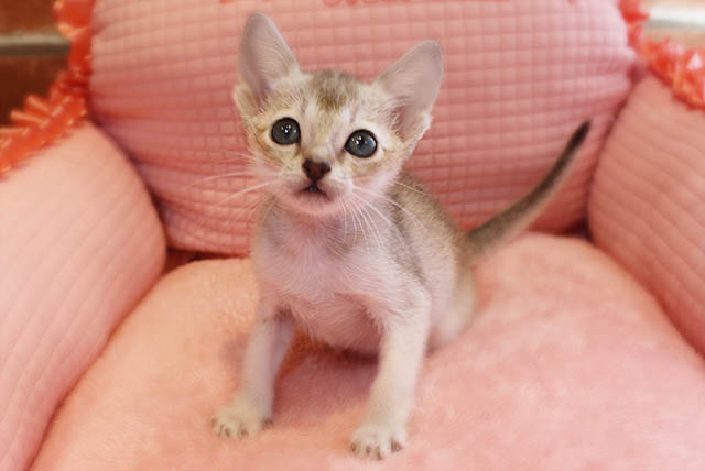 Read more about the article 今週仲間入りのねこちゃんฅ^•ω•^ฅ
