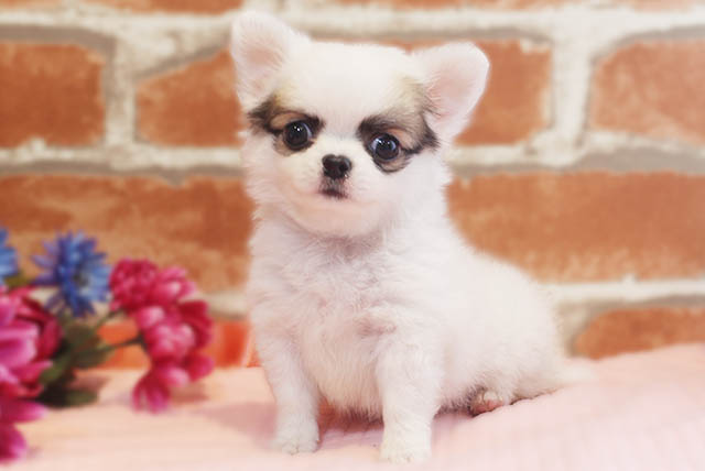 Read more about the article チワワの男の子が仲間入りしました♡