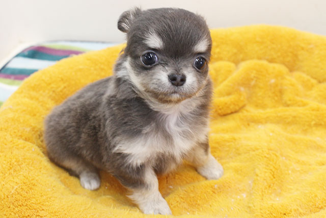 Read more about the article わんちゃん仲間入り♪