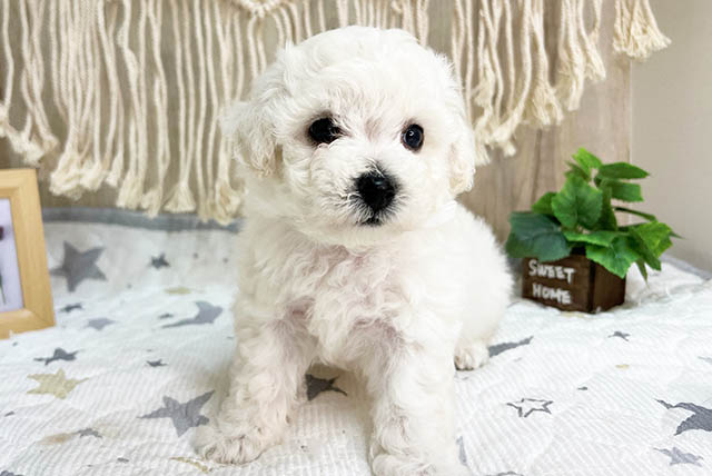 Read more about the article 可愛い子達が仲間入り♡
