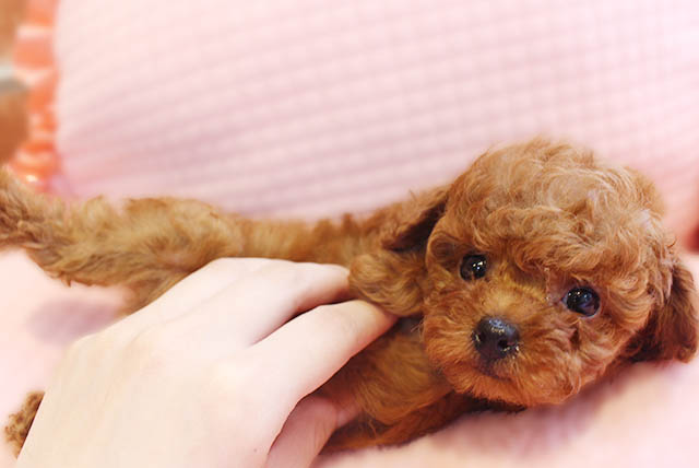 Read more about the article 今週仲間入りのわんちゃんUo・ｪ・oU
