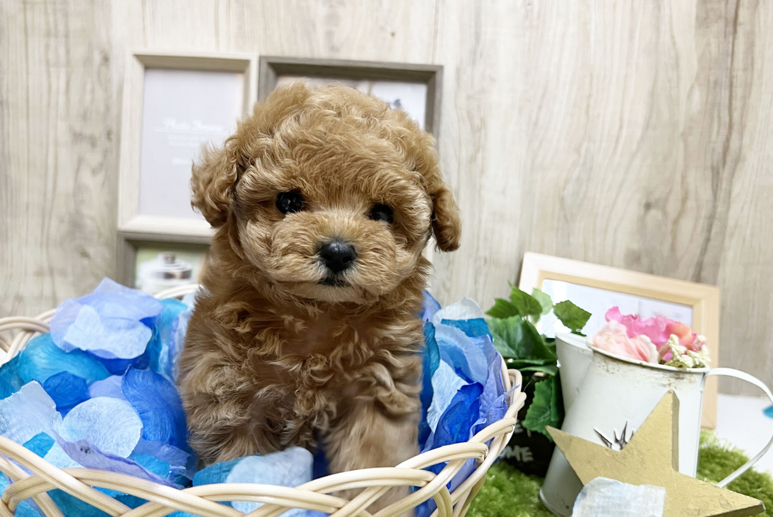 Read more about the article 可愛い子たちが仲間入りしました♡
