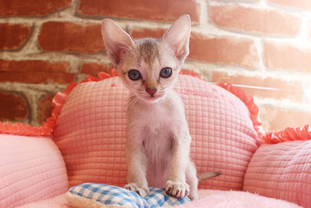 Read more about the article 仲間入りのねこちゃん！！