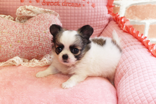 Read more about the article 今週の仲間入り☆.。.:*・