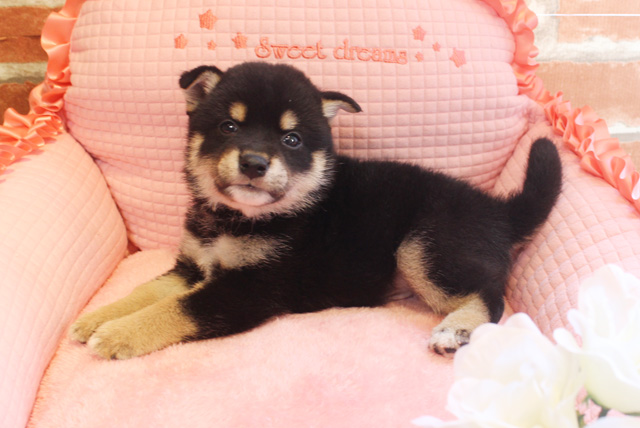 Read more about the article 今週の仲間入りわんちゃん｡♥｡