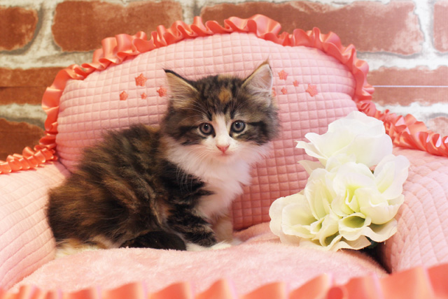 Read more about the article かわいいネコちゃん達が仲間入り♫
