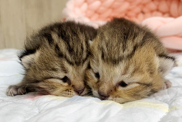 Read more about the article 赤ちゃんが生まれました!!