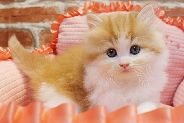 Read more about the article 可愛いねこちゃん大集合しています♪