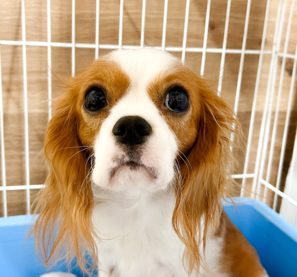 お母さんのダイアナちゃん