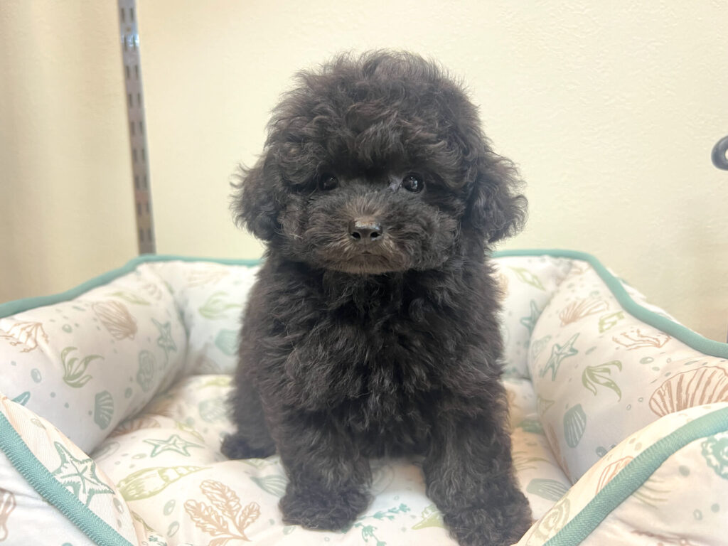 2025年7月11日撮影 シャンプーしてふわふわになりました♡