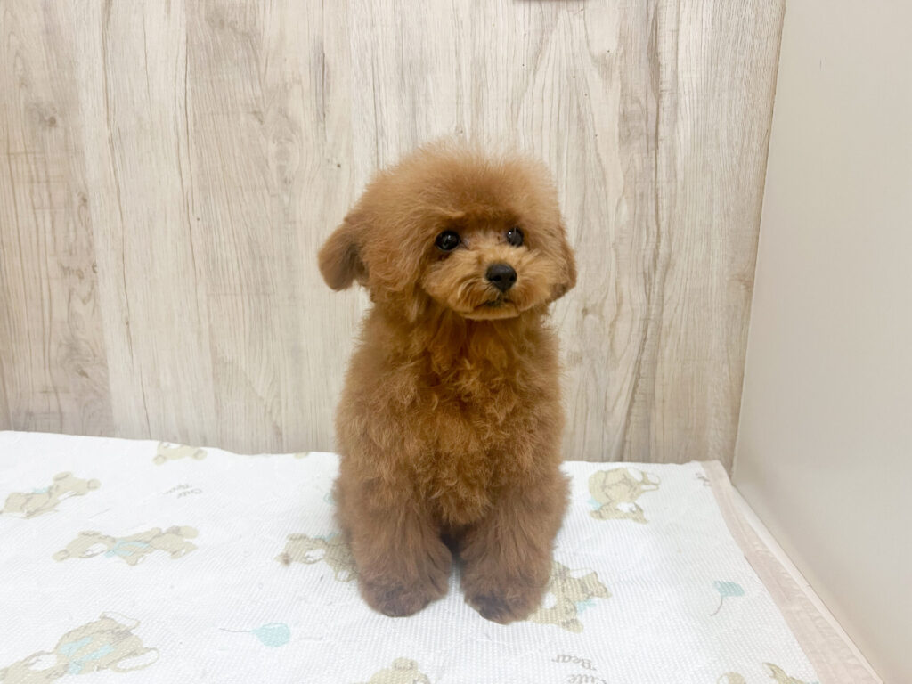 シャンプーしてふわふわになりました！