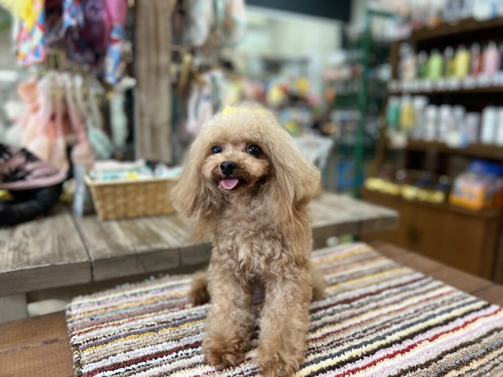 父犬 王子