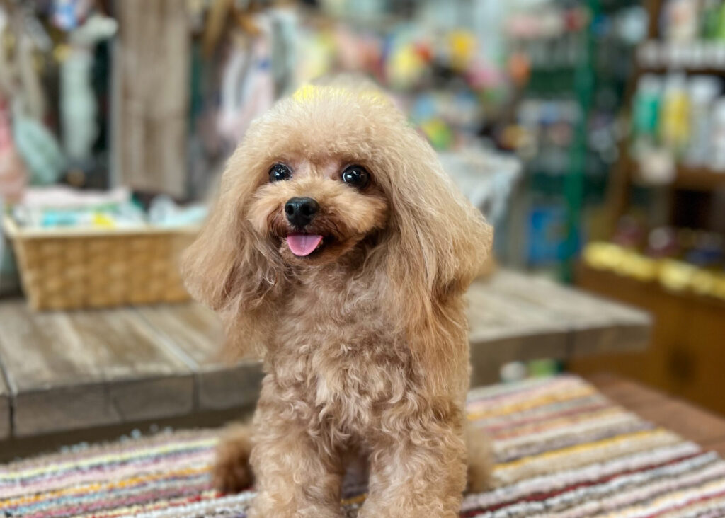 父犬 王子