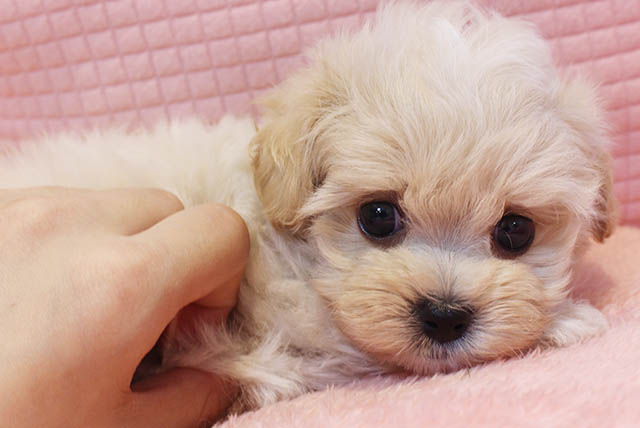 Read more about the article 可愛いわんちゃんが仲間入り♪