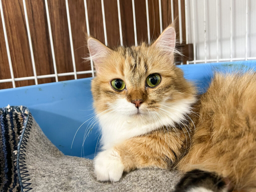 母猫 アリス