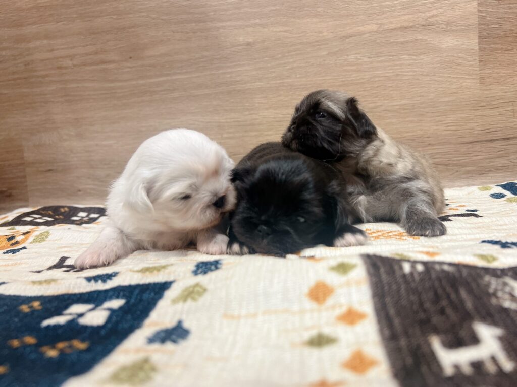 目もパッチリ開いてきました♡ ˎˊ˗