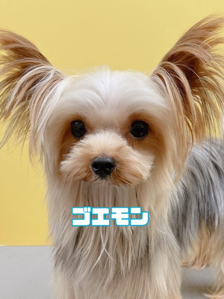 父犬
