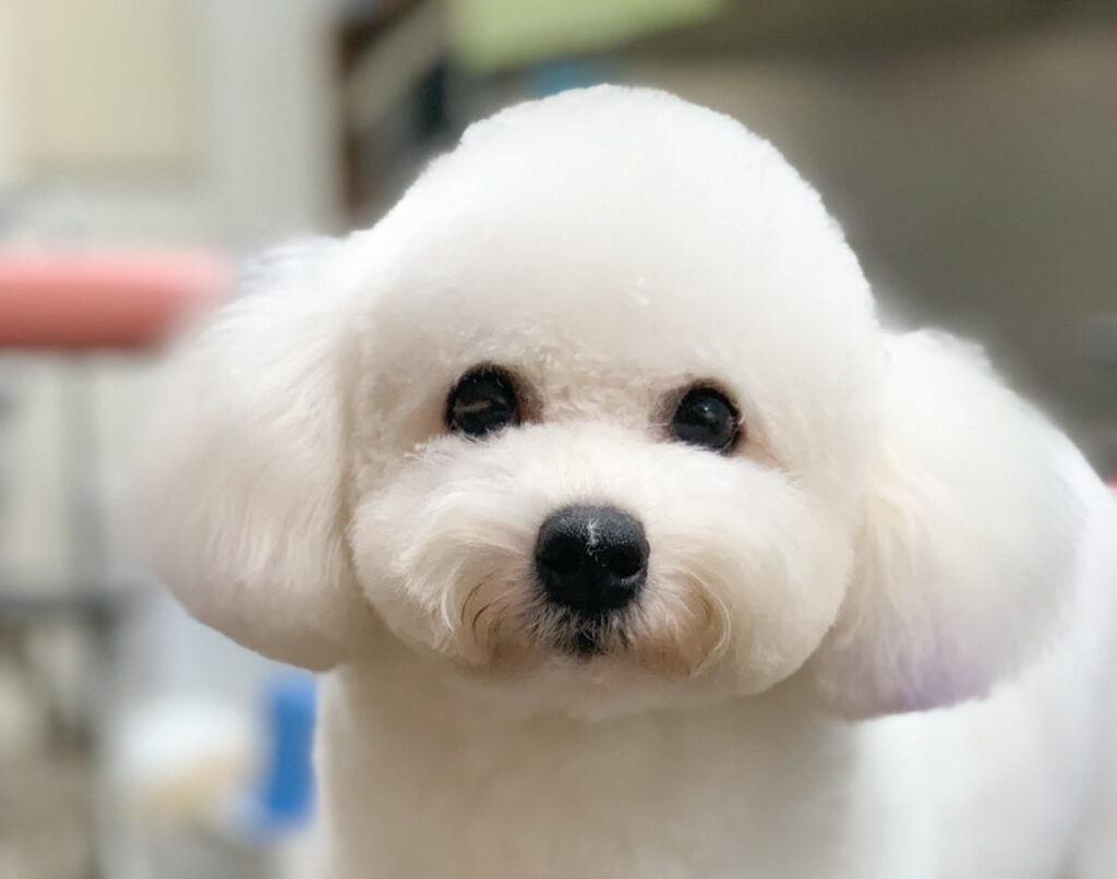 母犬 むつこ