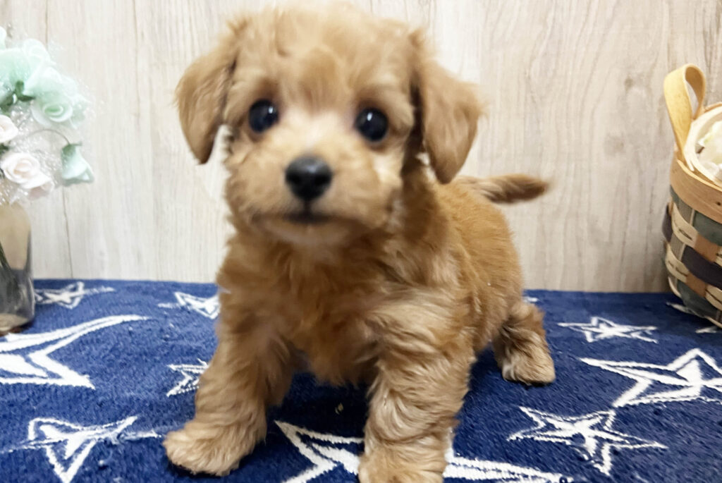 姉妹で仲間入り　9月11日撮影