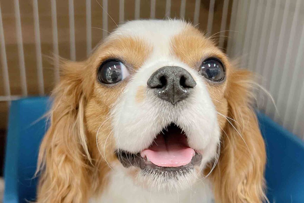 ママ　キャサリン
