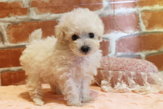 Read more about the article たくさんのかわいい子達が仲間入りです♬