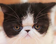 Read more about the article 可愛いねこちゃんが仲間入りです♡