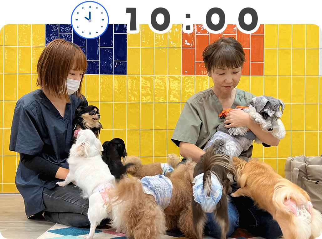 わんにゃん通りの犬の幼稚園