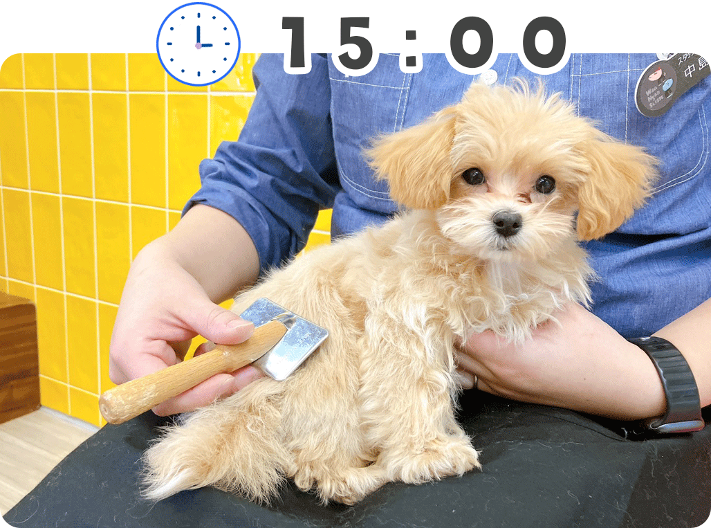 わんにゃん通りの犬の幼稚園