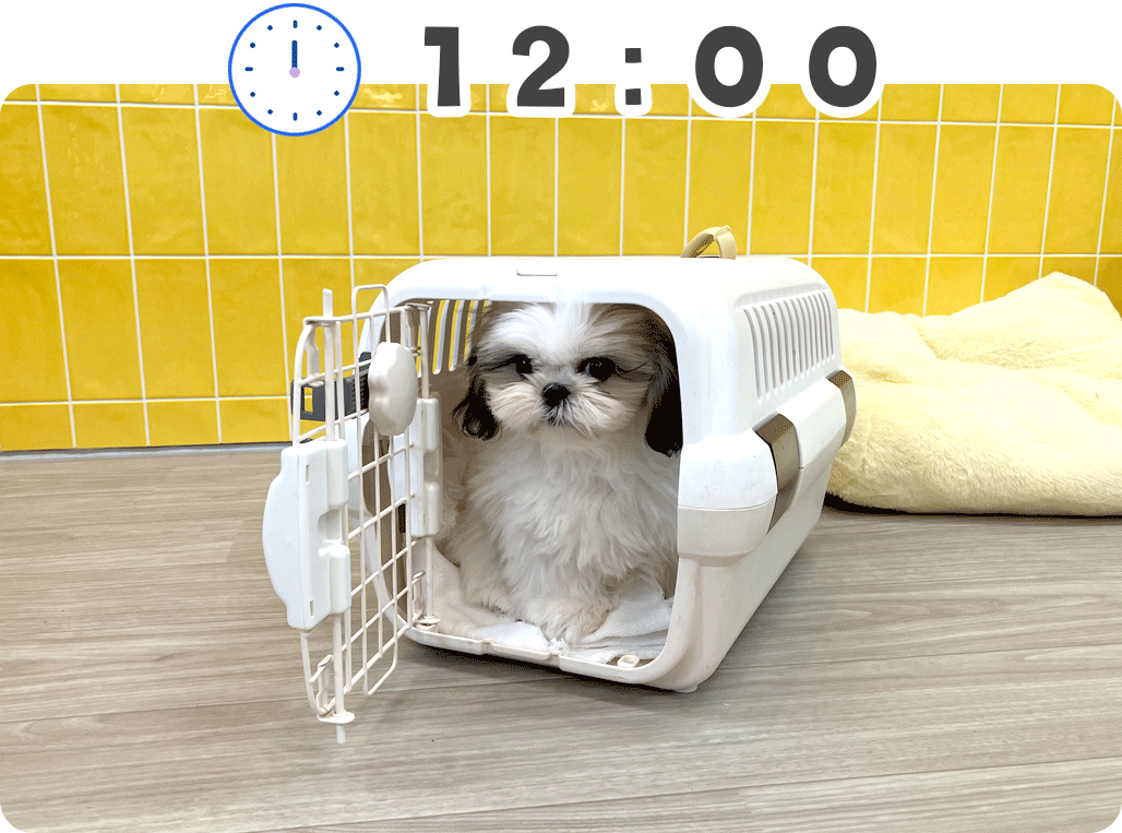 わんにゃん通りの犬の幼稚園