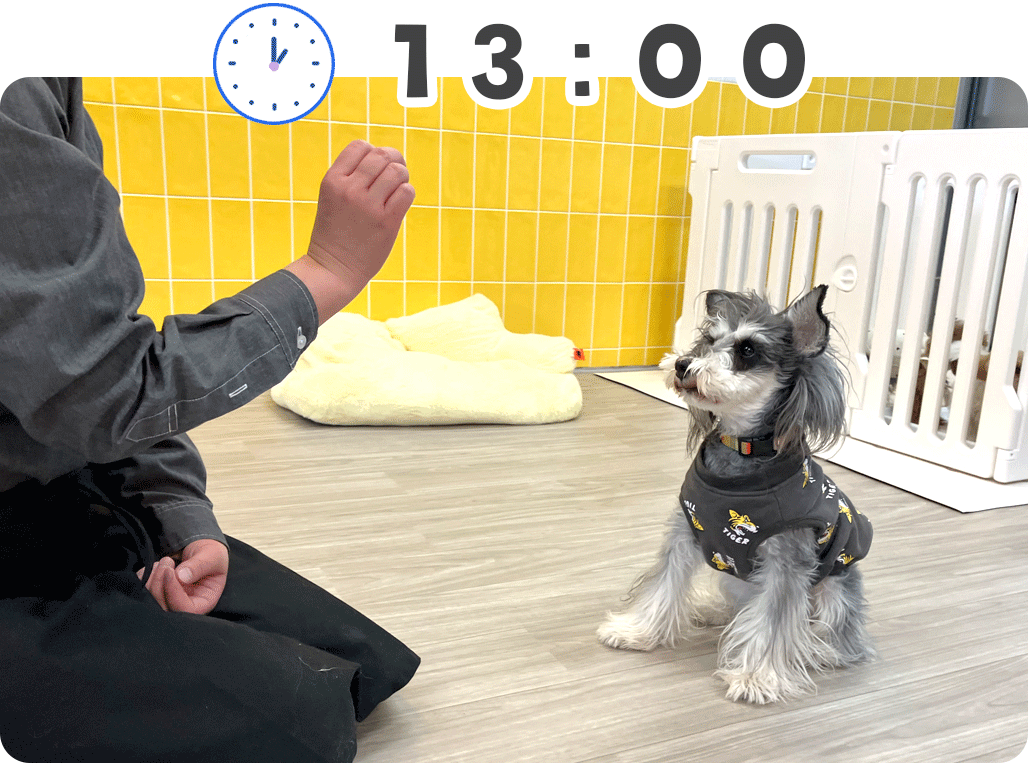 わんにゃん通りの犬の幼稚園