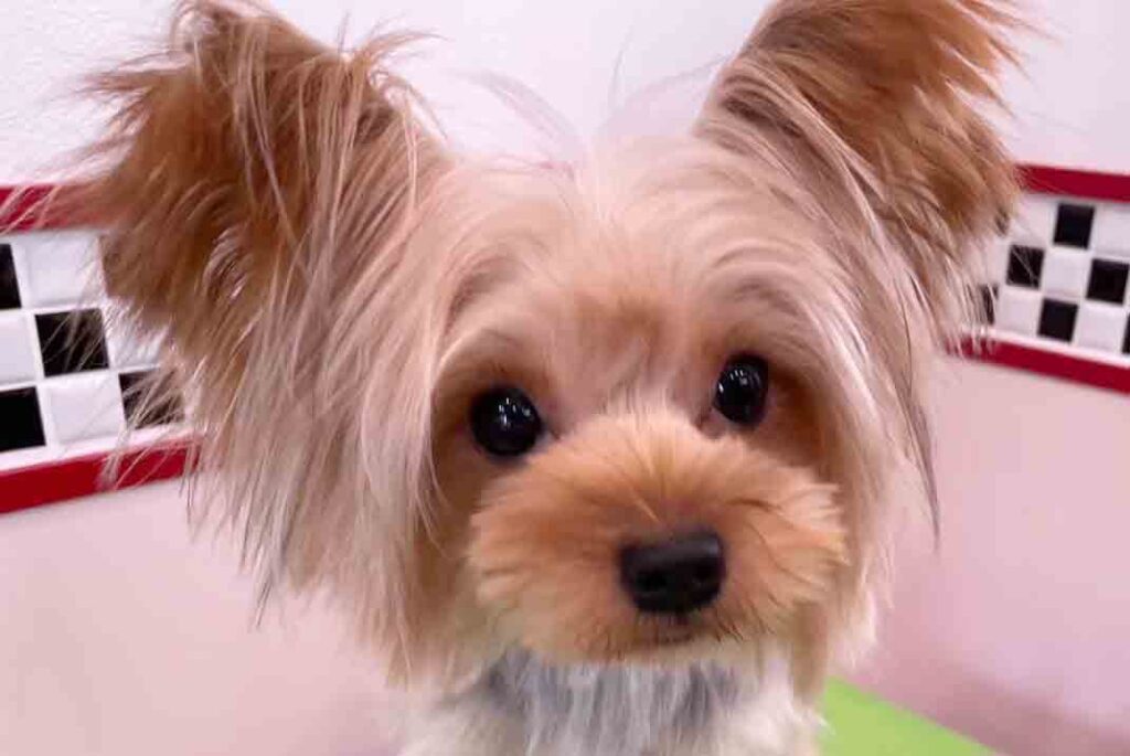 母犬　かんちゃん　2.5㎏