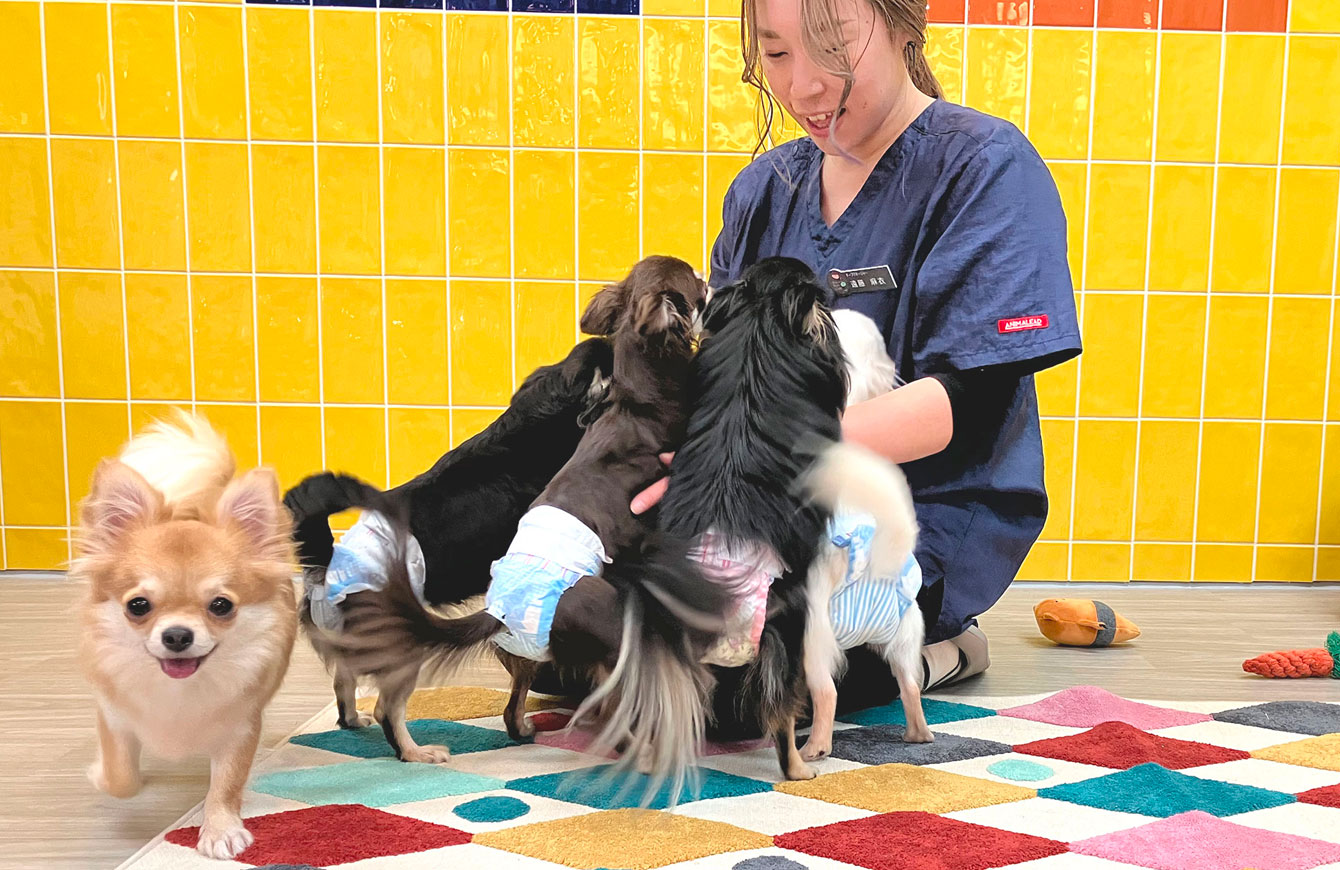 わんにゃん通りの犬の幼稚園