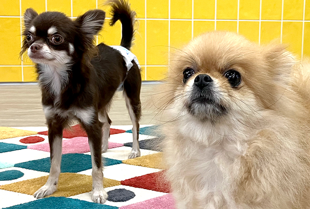 わんにゃん通りの犬の幼稚園