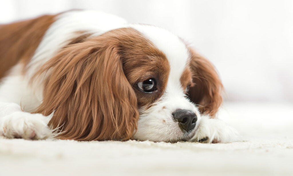 わんにゃん通りの犬の幼稚園